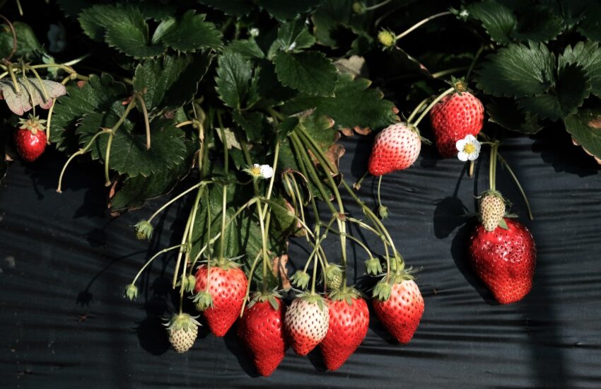 the-elusive-hunt-for-a-robot-that-can-pick-a-ripe-strawberry